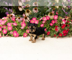 Yorkshire Terrier Puppy for sale in NAPPANEE, IN, USA