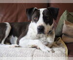 Small #6 American Pit Bull Terrier-American Staffordshire Terrier Mix