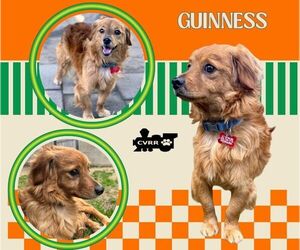 Dachshund Dogs for adoption in Lindsay, CA, USA