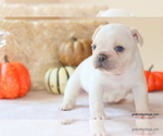 Puppy Lulu French Bulldog