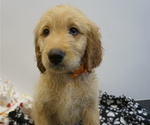 Small Photo #14 Goldendoodle Puppy For Sale in LENA, IL, USA