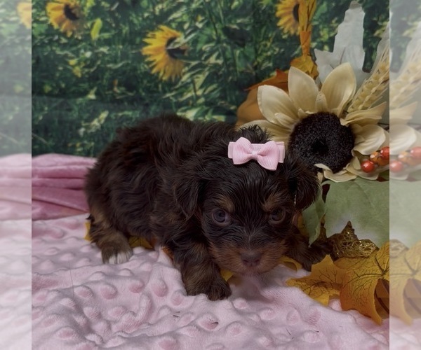 Medium Photo #23 Shorkie Tzu Puppy For Sale in SELLERSBURG, IN, USA