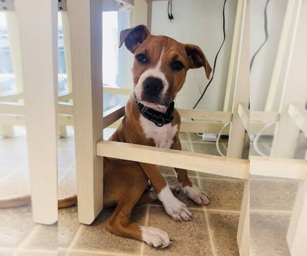 Medium Photo #1 American Pit Bull Terrier-Unknown Mix Puppy For Sale in Shillington, PA, USA