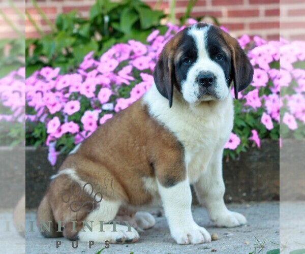 Medium Photo #1 Saint Bernard Puppy For Sale in MARIETTA, PA, USA