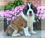 Small Saint Bernard