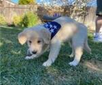 Small Photo #28 Golden Retriever Puppy For Sale in CITRUS HEIGHTS, CA, USA