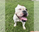 Small #3 Bulldog