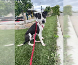 Ketchup - Male American Pit Bull Terrier-American Staffordshire Terrier Mix Dog for Adoption - Photo #4