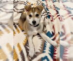 Small Photo #3 Siberian Husky-Unknown Mix Puppy For Sale in Fremont, CA, USA