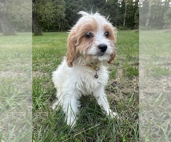 Medium Photo #31 Cavapoo-Poodle (Miniature) Mix Puppy For Sale in DURHAM, CT, USA