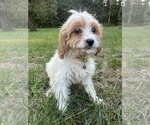 Small #30 Cavapoo-Poodle (Miniature) Mix