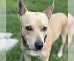 Small #1 Chihuahua Mix