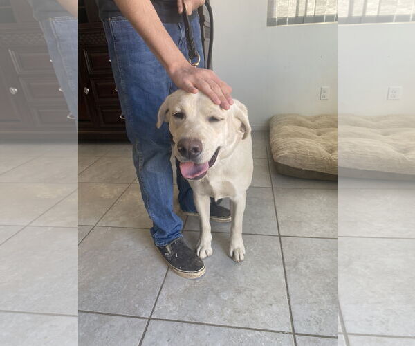 Medium Photo #2 Labrador Retriever Puppy For Sale in San Diego, CA, USA