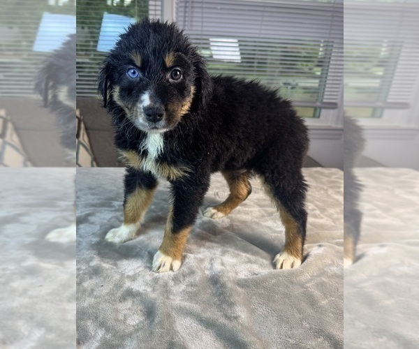 Medium Photo #12 Australian Shepherd Puppy For Sale in SALISBURY, NC, USA