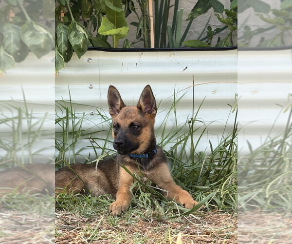 Medium Photo #3 Mutt Puppy For Sale in Dana Point, CA, USA