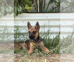 Small #2 Mutt