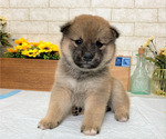 Small Photo #2 Shiba Inu Puppy For Sale in EMPIRE STATE, NY, USA