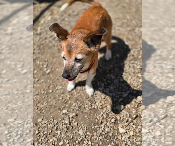 Medium Photo #3 Dachshund-Jack Russell Terrier Mix Puppy For Sale in Port Clinton, OH, USA