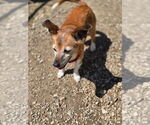 Small #2 Dachshund-Jack Russell Terrier Mix