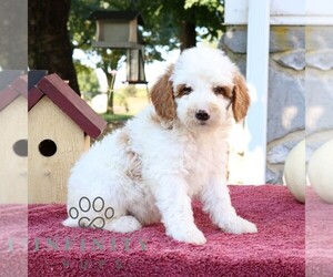 Goldendoodle (Miniature) Puppy for sale in EPHRATA, PA, USA