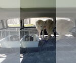 Small #24 Great Pyrenees