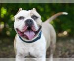 Small Photo #2 American Bulldog Puppy For Sale in Tavares, FL, USA