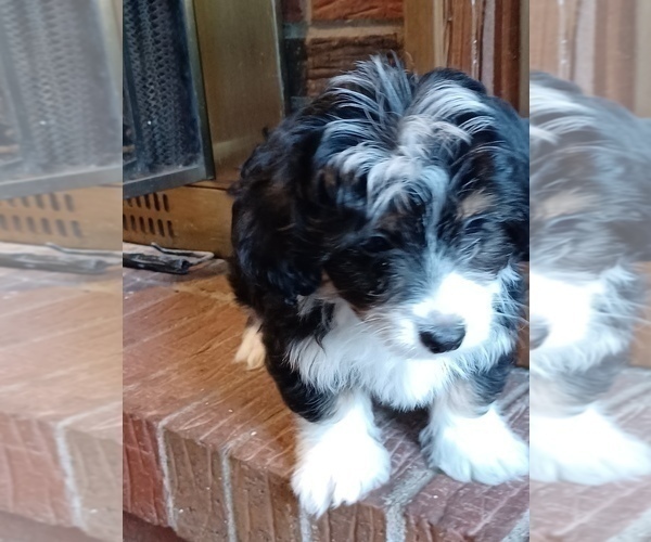 Medium Photo #4 Havapoo Puppy For Sale in LOUISVILLE, KY, USA