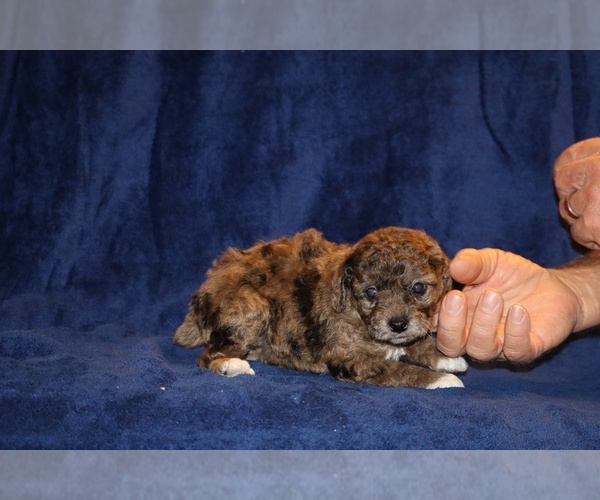 Medium Photo #10 Poodle (Toy) Puppy For Sale in DYERSBURG, TN, USA