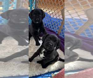 Boxer-Poodle (Standard) Mix Puppy for sale in CEDAR GROVE, WI, USA