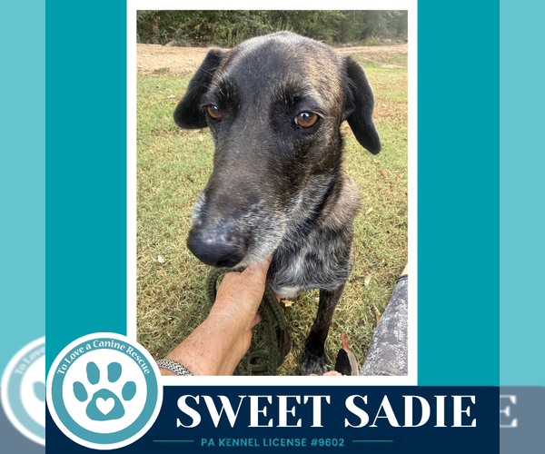 Medium Photo #3 Beagle-Plott Hound Mix Puppy For Sale in Kimberton, PA, USA