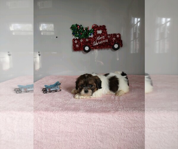 Medium Photo #1 Zuchon Puppy For Sale in MOUNT PLEASANT, MI, USA