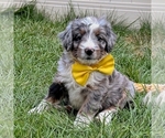 Small #2 Bernedoodle (Miniature)
