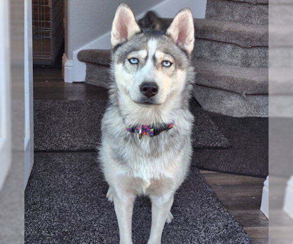 Medium Photo #4 Siberian Husky Puppy For Sale in Omaha, NE, USA
