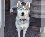 Small #3 Siberian Husky