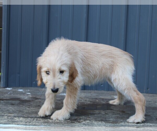 Medium Photo #3 Goldendoodle Puppy For Sale in BLOOMINGTON, IN, USA