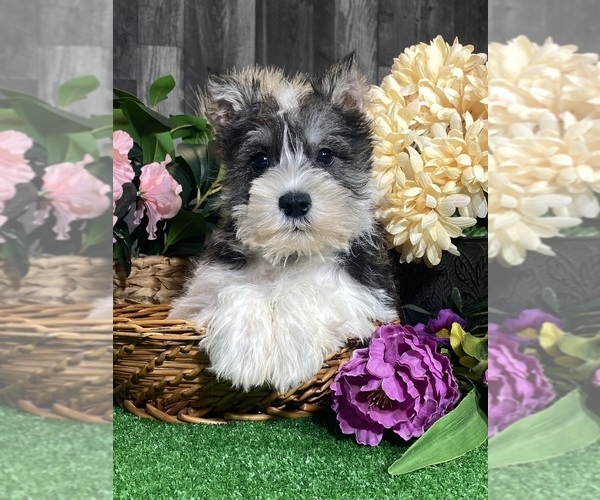 Medium Photo #5 Schnauzer (Miniature) Puppy For Sale in CANOGA, NY, USA