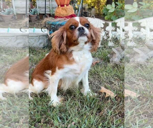 Medium Photo #3 Cavalier King Charles Spaniel Puppy For Sale in HOPKINSVILLE/PRINCETON, KY, NH, USA