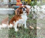 Small Photo #3 Cavalier King Charles Spaniel Puppy For Sale in HOPKINSVILLE/PRINCETON, KY, NH, USA