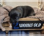 Small Photo #10 Labrador Retriever Puppy For Sale in BONAIRE, GA, USA