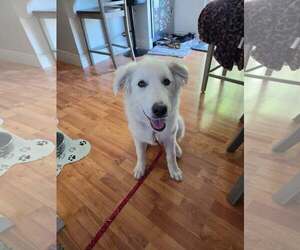 Great Pyrenees Dogs for adoption in MIDWAY, UT, USA