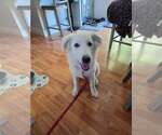Small Great Pyrenees