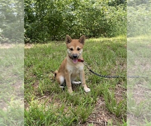 Shiba Inu Puppy for sale in STELLA, MO, USA