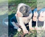 Small #4 American Bulldog