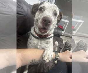 Hayden - Female American Pit Bull Terrier-Pointer Mix Dog for Adoption - Photo #35