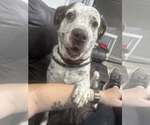 Small Photo #35 Mutt Puppy For Sale in Pompano Beach , FL, USA