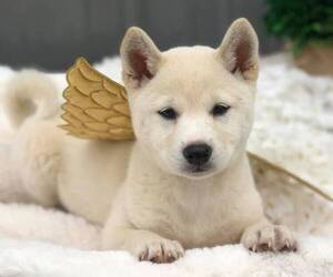 Shiba Inu Puppy for sale in HONEY BROOK, PA, USA