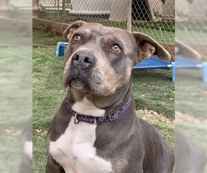 Chula - Female American Staffordshire Terrier-Bulldog Mix Dog for Adoption - Photo #2