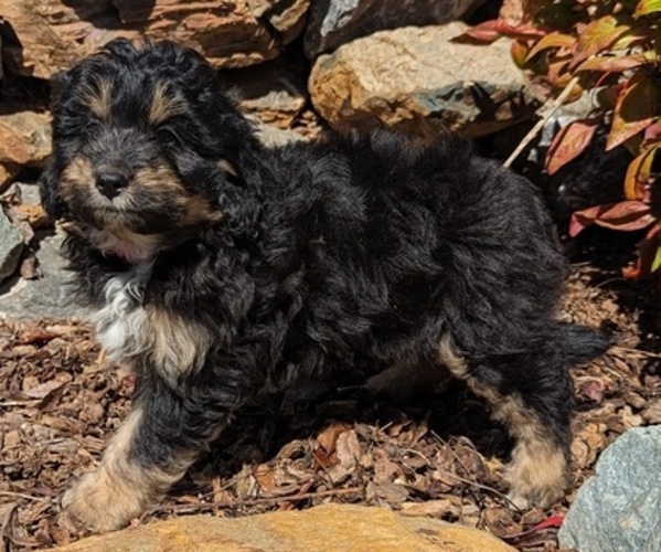 Medium Photo #2 Aussiedoodle Miniature  Puppy For Sale in PLACERVILLE, CA, USA