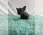 Small Photo #10 French Bulldog Puppy For Sale in CHESAPEAKE, VA, USA