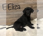 Puppy Eliza Labrador Retriever-Mutt Mix